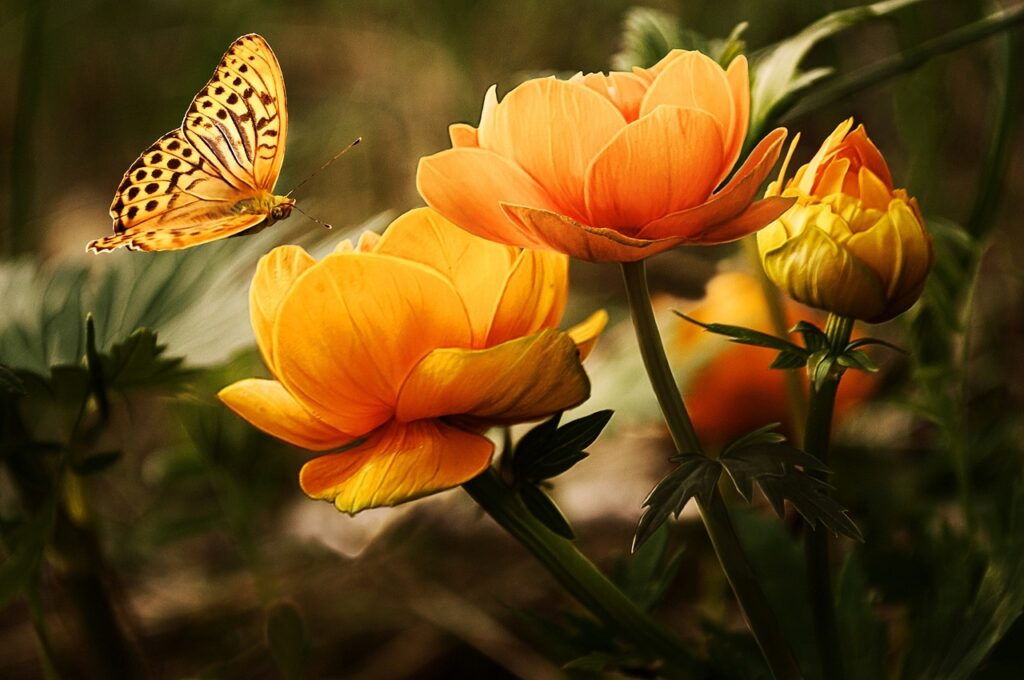 Schmetterling als Symbol